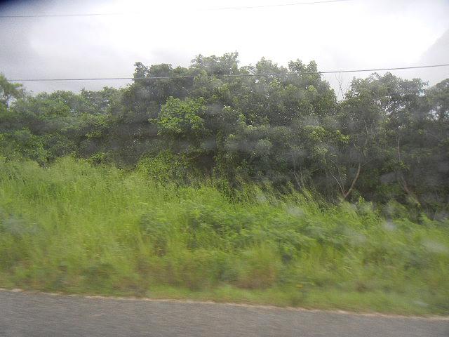 車窓はこんな感じのジャングルの中の道